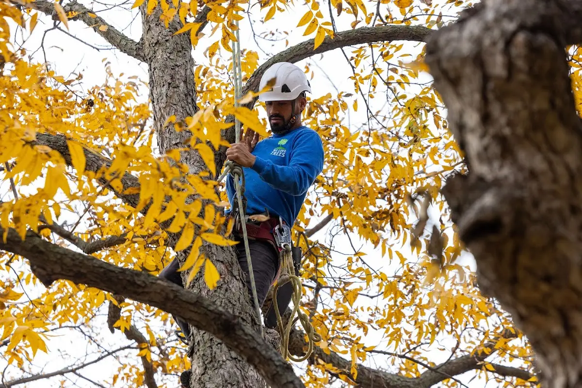 Skilled Tree Pruning crew working in Clarksville